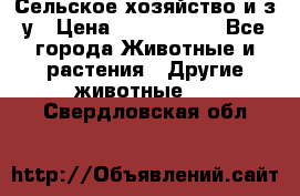 Сельское хозяйство и з/у › Цена ­ 2 500 000 - Все города Животные и растения » Другие животные   . Свердловская обл.